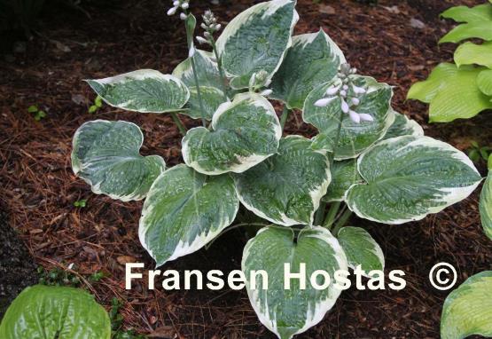 Hosta Nutty Husband